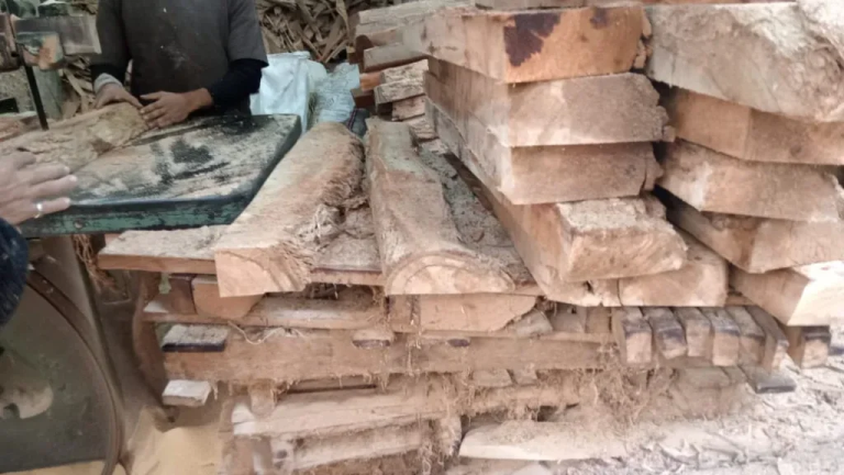 جامعة سوهاج تُعلن عن عملية بيع أخشاب وقطع من أشجار الكافور بنظام الأمر المباشر